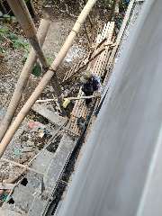 Foto site Sugik B 9 Jul