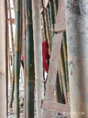 Foto site Halim 15 Agu
